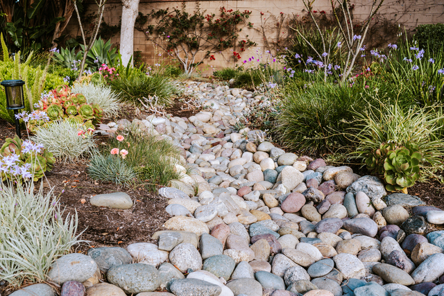 Rain Garden