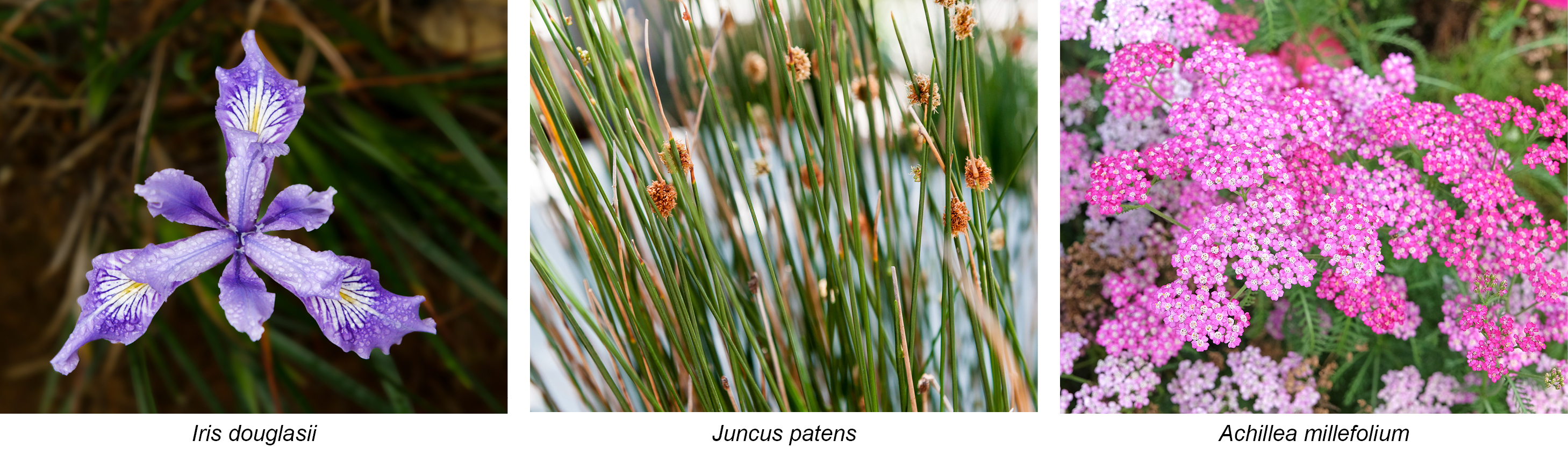 Raingarden Flowers