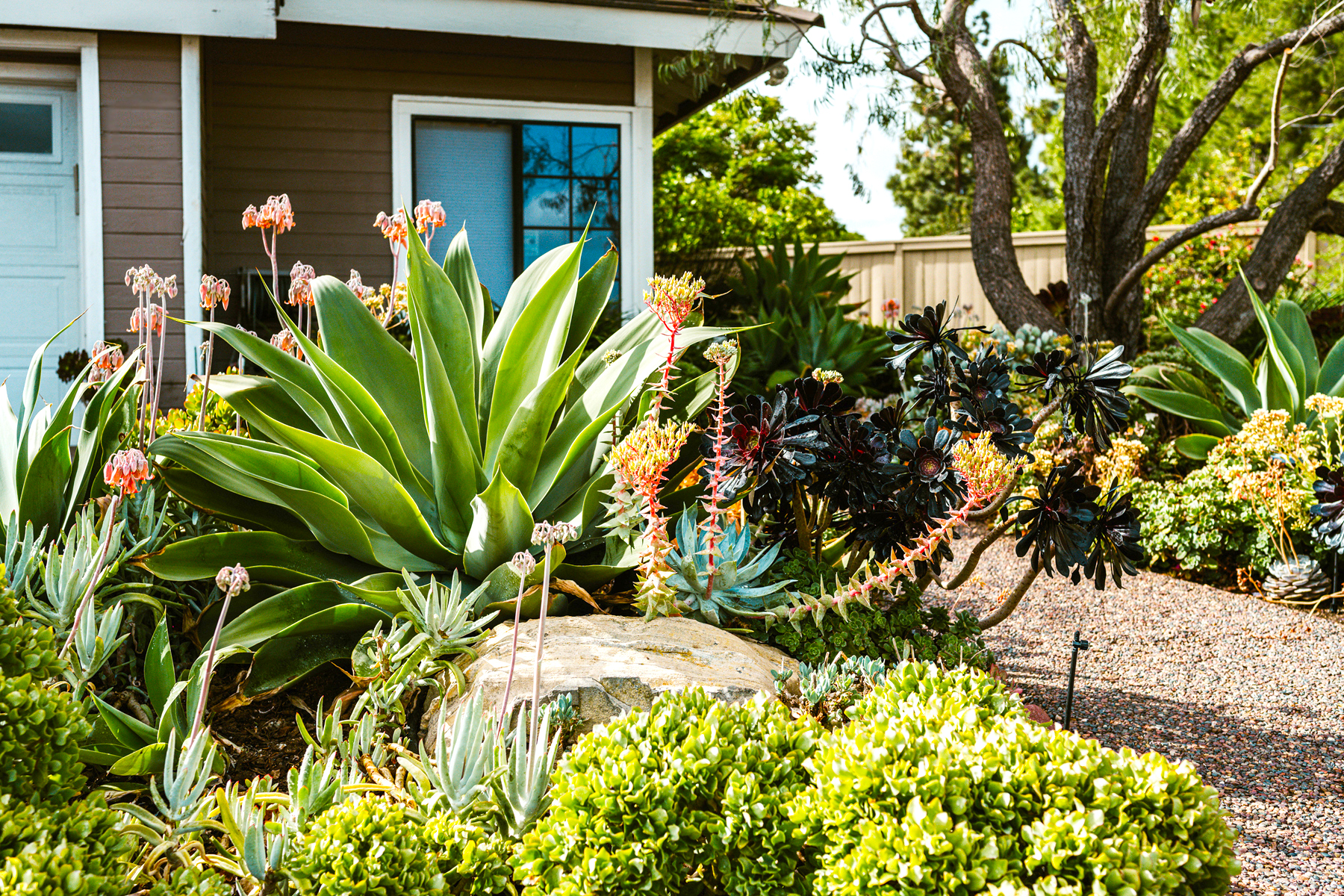 Drought Tolerant House 01